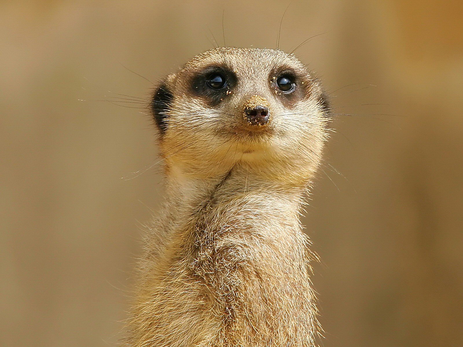 erdmännchen blick sand