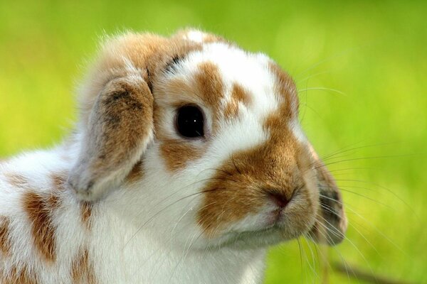 A lop-eared rabbit on the green grass