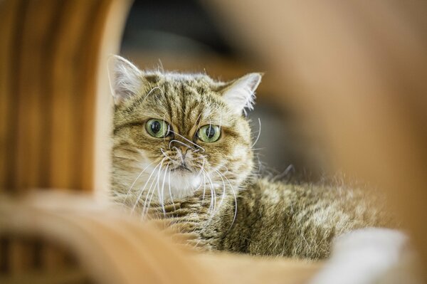 Shorthair cat stares intently