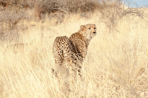 Cheetah in the savannah in the grass looks