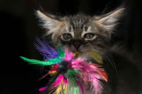 Gatito mirando un juguete de plumas