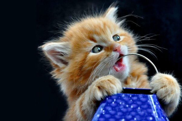 Fluffy red kitten on a black background