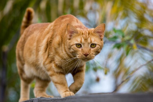 Die rothaarige Katze ging draußen auf die Suche nach einer Freundin oder einem Freund.