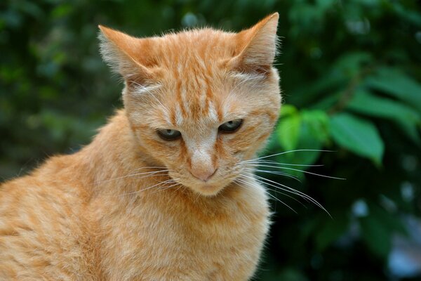 Rote Katze Boris auf Relax