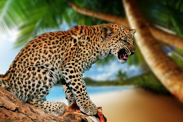 A leopard sits on a palm tree with its mouth open