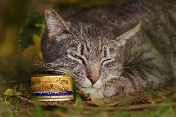 A street cat lies with a tin can