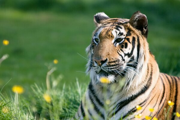 Тигр отдыхает на лужайке