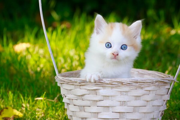 Gato peludo de ojos azules en una cesta