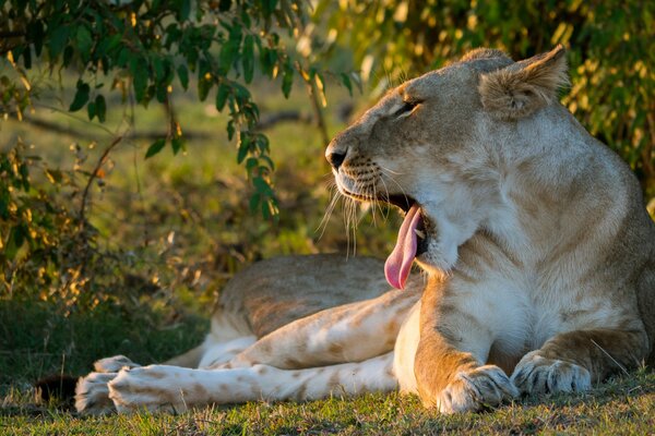 A yawning lioness lying under a tree