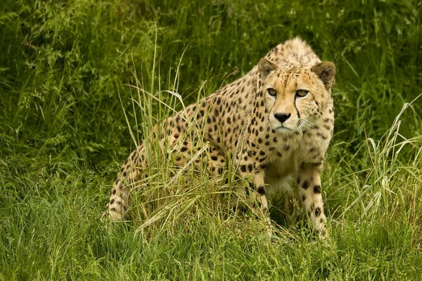 Gepard im Gras vor dem Sprung