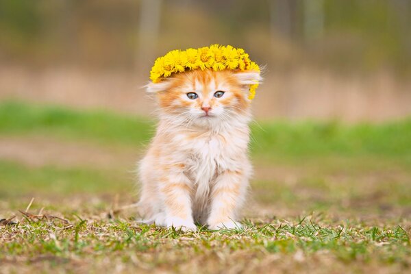 Ein flauschiges Baby trägt einen Blumenkranz