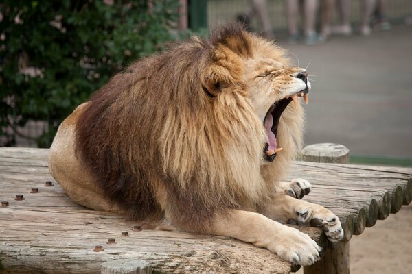 A lion with a magnificent mane yawns