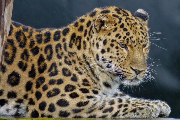 Ritratto di un leopardo maculato e minaccioso