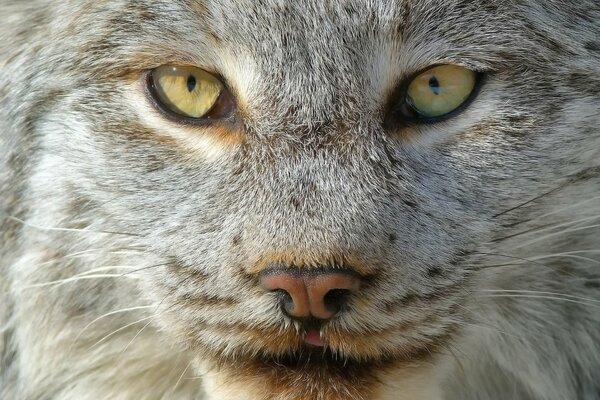 Macro portrait of a gray lynx