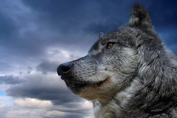 Der Blick des Wolfes in die Ferne vor dem Hintergrund des Himmels