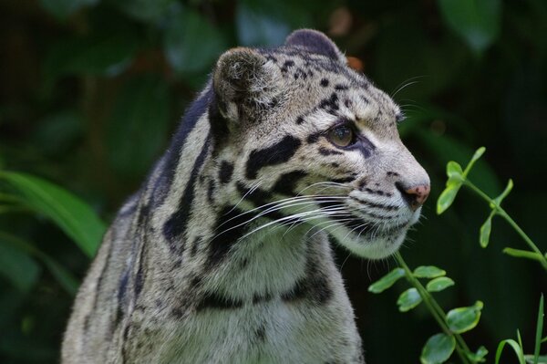 Wild cat smoky leopard 