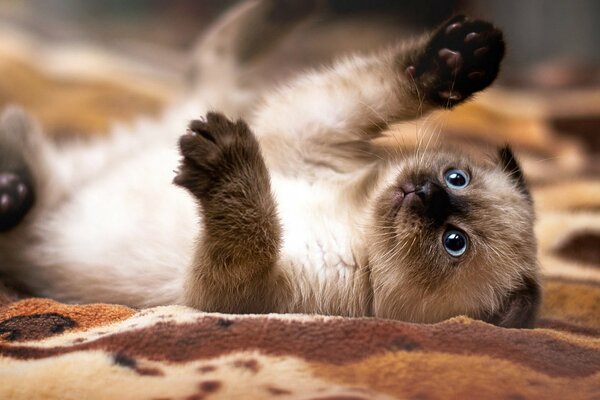 Gatito siamés con ojos azules yace en una manta