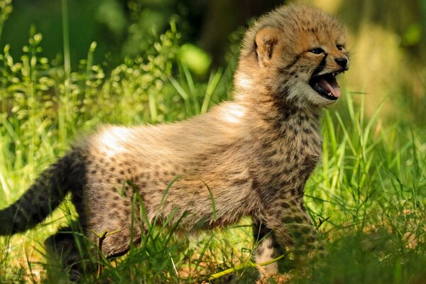 Bébé Guépard dans l herbe appelle maman