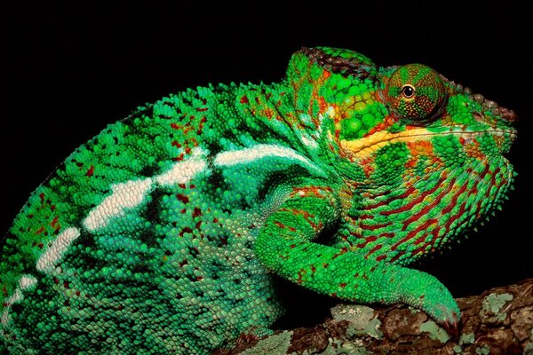 Il camaleonte cambia colore sotto l albero