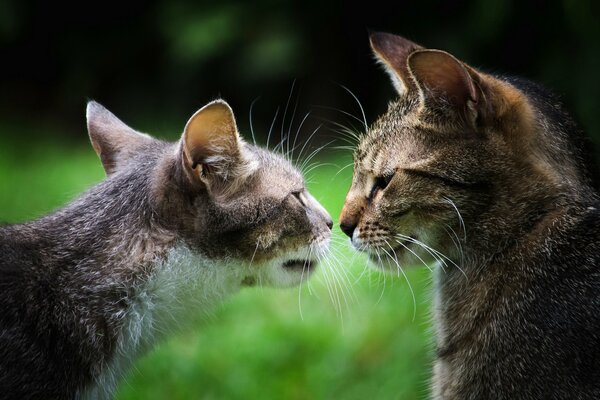 Graue Katzen im grünen Wald