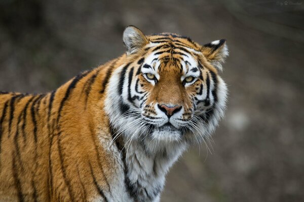 Foto eines Amur-Tigers, der direkt in die Kamera schaut