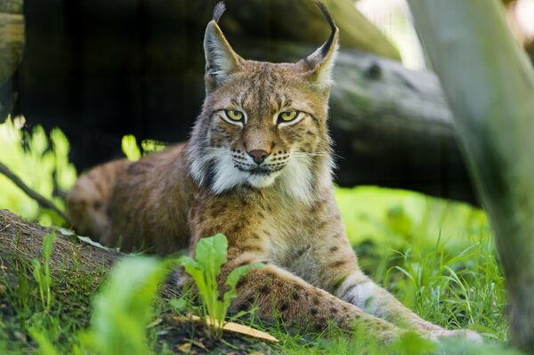 Photo d un beau Lynx dans l herbe