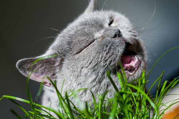 Gatto grigio che mangia erba
