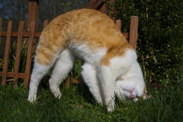 Gato rojo en la naturaleza