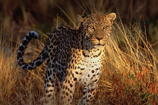 Leopardo en la naturaleza