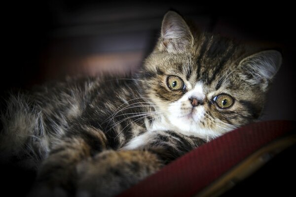 Esotico gatto giace sul letto