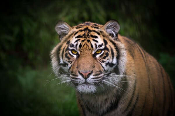 Tiger muzzle close-up