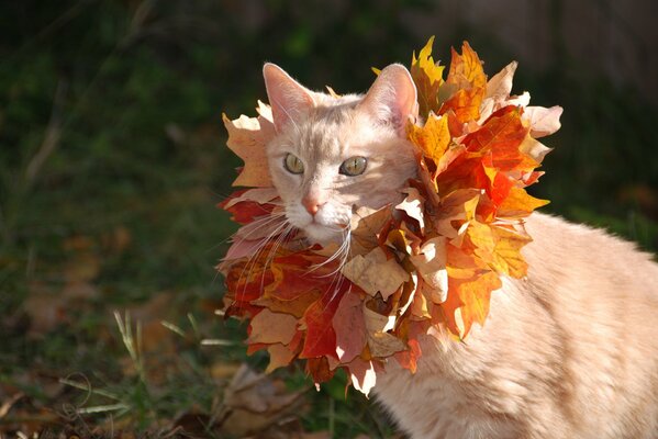 Red cat in autumn leaves