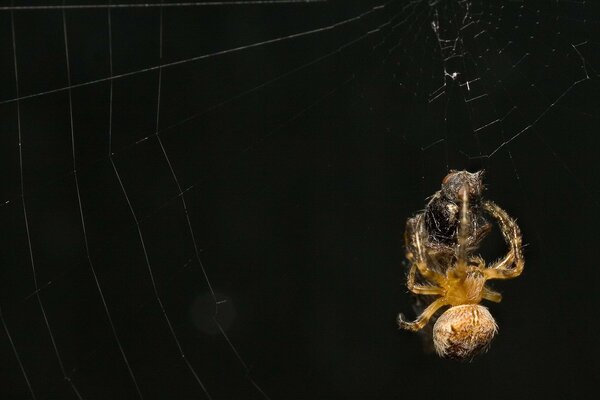 The spider weaves a web for the victim