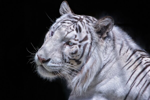 Tigre blanc sur fond noir