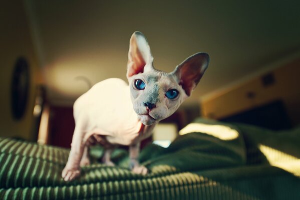 The beautiful look of a sphinx cat