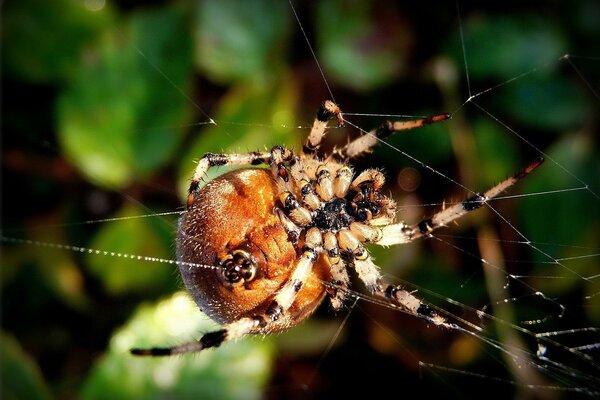 Spider with a web in macro photography
