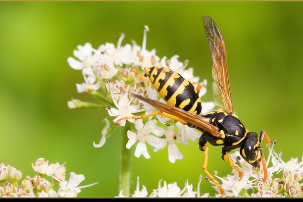 Foto de una abeja en una flor de cerca