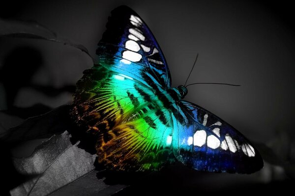 Ein dreifarbiger Schmetterling sitzt auf einem grauen Blatt