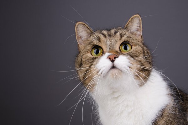 Portrait of a cat. Look, muzzle