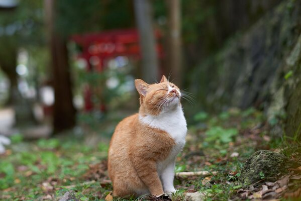 A red-haired cat is sitting enjoying himself in the park