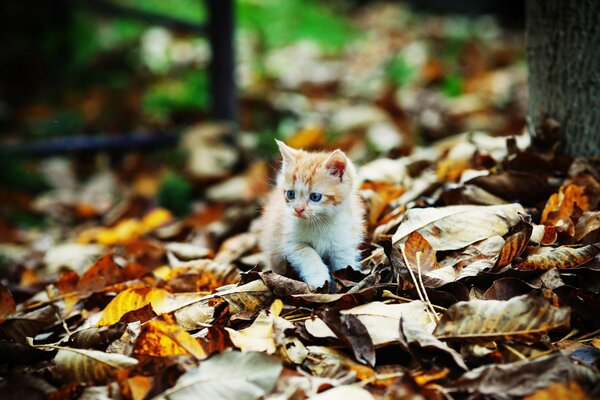 Котенок играет с осенней листвой