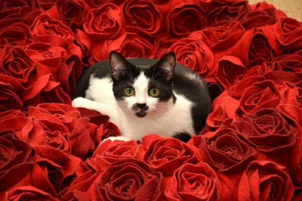 Drôle chat moustachu dans un bouquet de roses écarlates