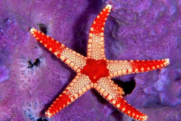 Bright starfish on coral