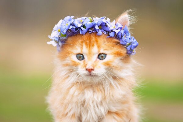 Corona de flores esponjosa en un gatito rojo