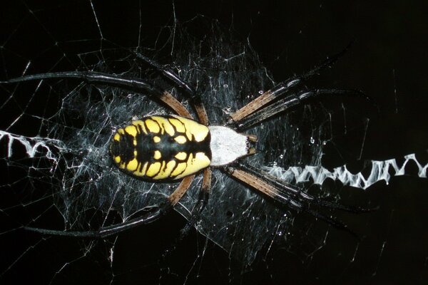 Photo esthétique de l araignée jaune