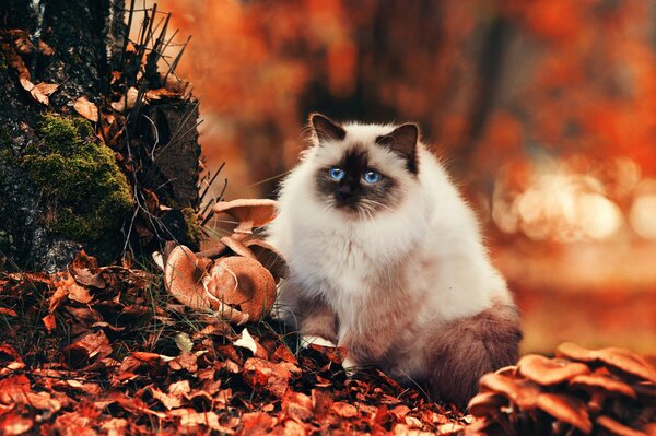 Cat in the foliage with mushrooms in the forest