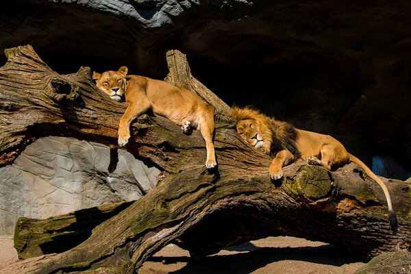 A lion and a lioness are resting on a log