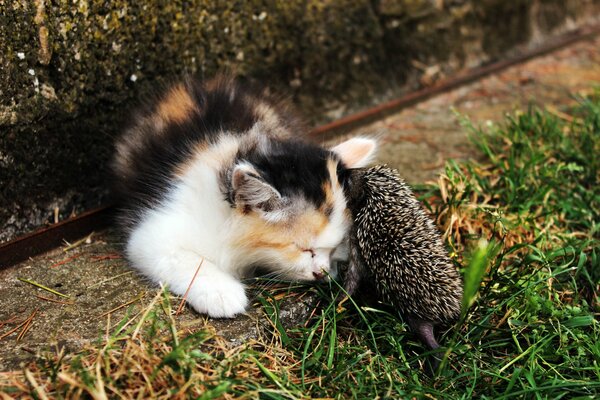 Acquaintance of a kitten with a hedgehog in the grass