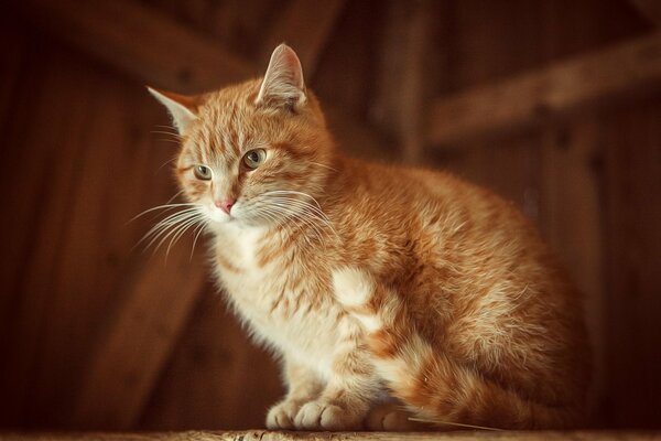 A red-haired cat with a mustache is sitting