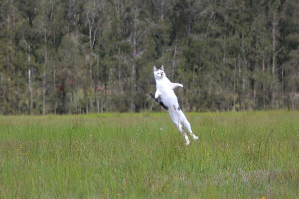 Sprung der weißen Katze im Feld